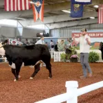 Scenes from the WV State Fair